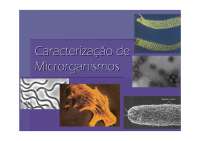 Caracterização de Microrganismos: Isolamento, Identificação e Classificação