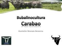 Raça Carabao