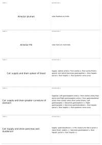 Anatomy of Cat's Digestive and Nervous Systems: Blood Supply and Drainage, Nerves