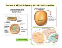 Slides on Microbial Diversity and Microbial Evolution | BLD 434