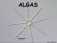 Apresentação sobre algas