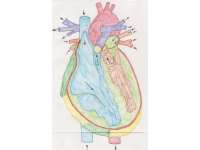 Cardiac Model - Basic EMT I - Lecture Notes | EMTA 101
