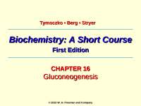 Gluconeogenesis - Biochemistry | BIO 3390