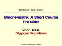 Glycogen Degradation: The Role of Phosphorylase, Transferase, and Debranching Enzyme - Pro