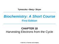 Citric Acid Cycle: Understanding the Role of Citrate Synthase and Succinyl CoA Synthetase 