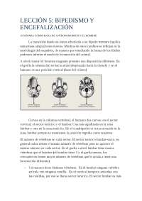 Lección 5. Bipedismo y encefalización (parte 1)