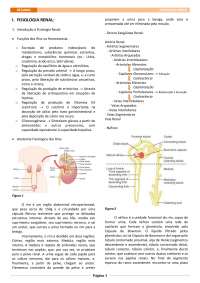 FISIOLOGIA RENAL - Resumo
