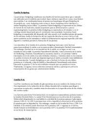Familia Hedgehog Las proteínas Hedgehog constituyen una f