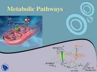 Metabolic Pathways Part 1-Biological Reactions-Lecture Slides