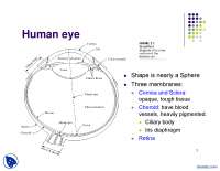 Human Eye-Digital Image Processing-Lecture Slides