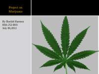 Project on Marijuana - Theology Survey II | THEO 202