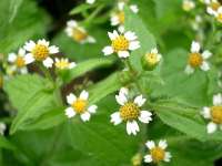 gombvirag galinsoga parviflora