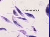 Notas do curso Infectologia: Leishmanioses