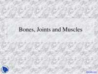 Bones, Joints, Muscles - Anatomy - Lecture Slides