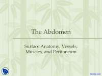 Abdomen - Anatomy - Lecture Slides