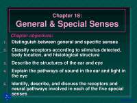 General and Special Senses - Anatomy - Lecture Slides