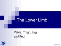 Lower Extremity Grays - Anatomy - Lecture Slides