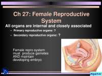 Female Reproductive  System - Anatomy - Lecture Slides