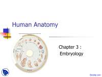 Embryology - Anatomy - Lecture Slides