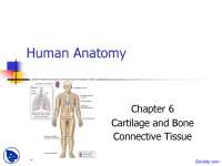 General Osteology - Anatomy - Lecture Slides