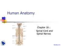 Spinal Cord and Spinal Nerves - Anatomy - Lecture Slides