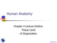 Tissue Level of Organization - Anatomy - Lecture Slides