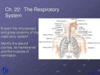 Upper Respiratory System - Anatomy - Lecture Slides - Docsity