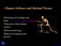 Bones Anatomy Lecture Slides Docsity Bones Anatomy Lecture Slides Docsity