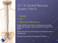 Cental Nervous System - Anatomy - Lecture Slides