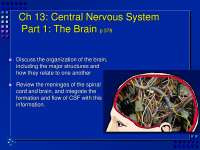 The Brain - Anatomy - Lecture Slides