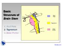 Structure of Brain Stem - Introduction to Neurology - Lecture Slides