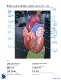 Anterior View of Intermediate Heart Model - Human Anatomy - Handout ...