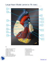 Large Heart Model Anterior View - Human Anatomy - Handout - Docsity