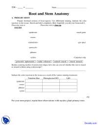 Root and Stem Anatomy - Biology of Plants - Lab Manual - Docsity