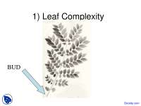 Leaf Complexity - Dendrology - Lecture Slides - Docsity