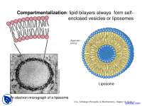 Compartmentalization - Fundamentals of Biology - Lecture Slides - Docsity