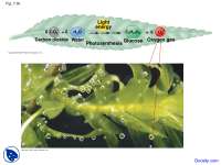 Photosynthesis - Fundamentals of Biology - Lecture Slides - Docsity