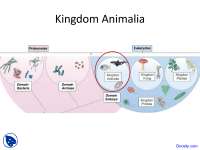 Kingdom Animalia - Marine Biology - Lecture Slides - Docsity