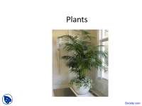 Plants, Photosynthesis - Biology - Lecture Slides - Docsity