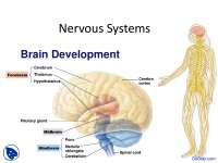 Nervous Systems - Application of Biology - Lecture Slides