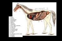 Anatomy of the Digestive System: From Mouth to Anus - Prof. Brian Nielsen