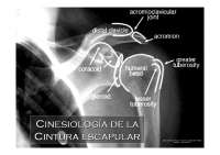Cinesiología de la Cintura escapular