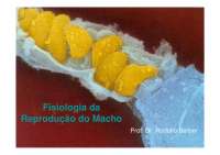 Fisiologia da Reprodução do Macho - Apostilas - Veterinaria Parte1