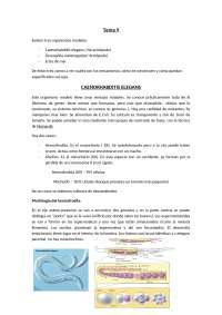 caenorhabditis elegans