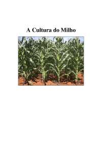 A Cultura do Milho - Apostilas - Agronomia