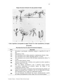 A Cultura do Feijão - Apostilas - Agronomia Part2