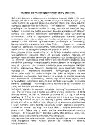 Budowa skóry z uwzględnieniem skóry właściwej - Notatki - Kosmetologia