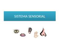 Sistema sensorial