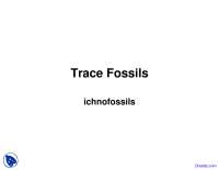 Trace Fossils - Environmental Geology - Lecture Slides - Docsity