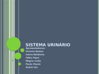 Sistema urinário